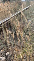 Agropyron desertorum