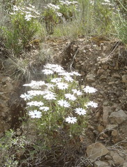 Dimorphotheca montana