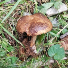 Suillus bresadolae