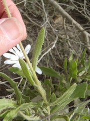 Dimorphotheca montana