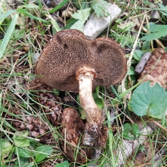 Suillus bresadolae