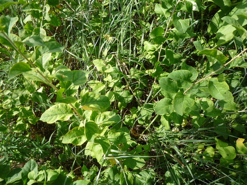 Lycium chinense