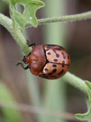 Conchyloctenia punctata
