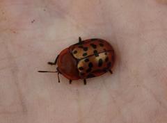 Conchyloctenia punctata