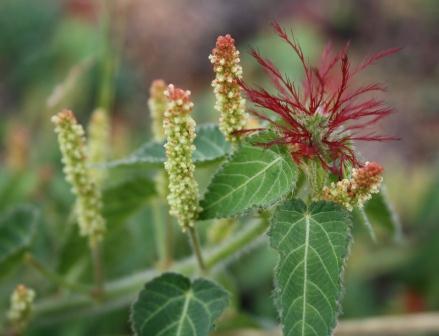 Hairy-stemmed Acalypha