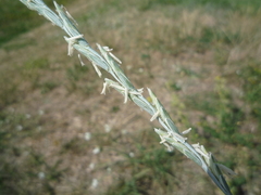 Thinopyrum intermedium intermedium