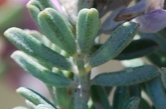 Indigofera brachystachya