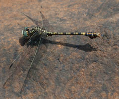 Paragomphus cognatus