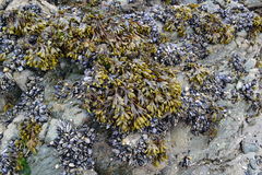 Fucus guiryi