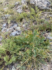 Oxytropis peschkovae