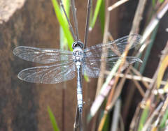 Zygonyx natalensis