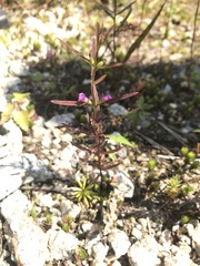 Agalinis neoscotica