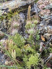 Pulsatilla tenuiloba