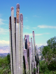Cephalocereus senilis