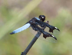 Palpopleura portia
