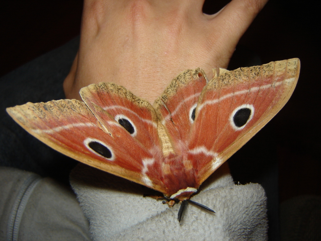 Melanocera