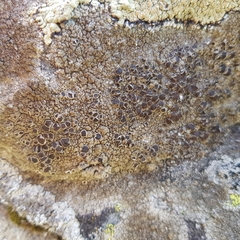 Protoparmelia badia