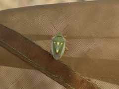 Brachynema purpureomarginatum triguttatum