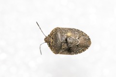 Hymenarcys nervosa