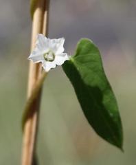 Ipomoea plebeia africana
