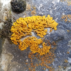 Xanthoria calcicola