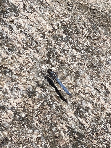 Keeled Skimmer