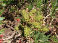 Phacelia procera