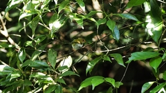 Abroscopus albogularis