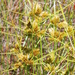 Cyperus polystachyos polystachyos - Photo (c) Charles Stirton,  זכויות יוצרים חלקיות (CC BY-SA), הועלה על ידי Charles Stirton