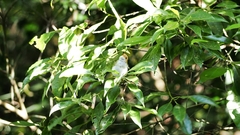 Abroscopus albogularis