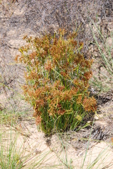 Cyperus polystachyos polystachyos