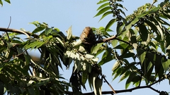 Tamiops maritimus formosanus