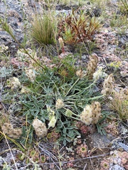Astragalus lupulinus