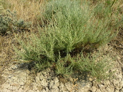 Artemisia taurica