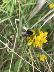 Bombus rupestris