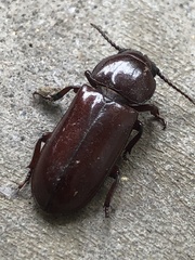 Neandra marginicollis