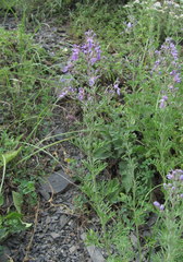 Teucrium orientale