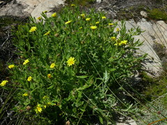 Osteospermum rigidum elegans