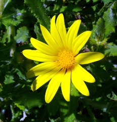 Osteospermum rigidum elegans