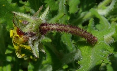 Osteospermum rigidum elegans