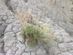 Lepidium turczaninowii