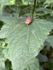 Leiobunum ventricosum