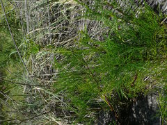 Notobubon tenuifolium