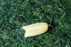 Zelotherses paleana
