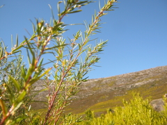 Empleurum unicapsulare