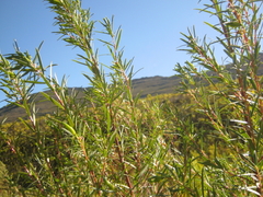 Empleurum unicapsulare