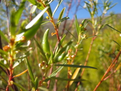 Empleurum unicapsulare