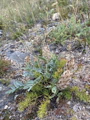 Astragalus lupulinus
