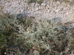 Artemisia santonicum
