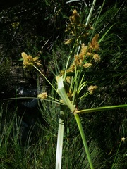 Cyperus thunbergii